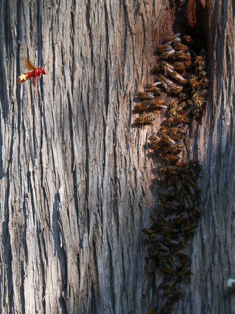 Photograph by Георгий Акопджанов