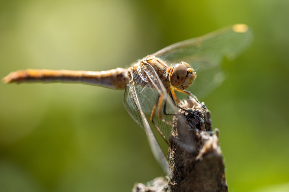 Photograph by Pucs Fongabe