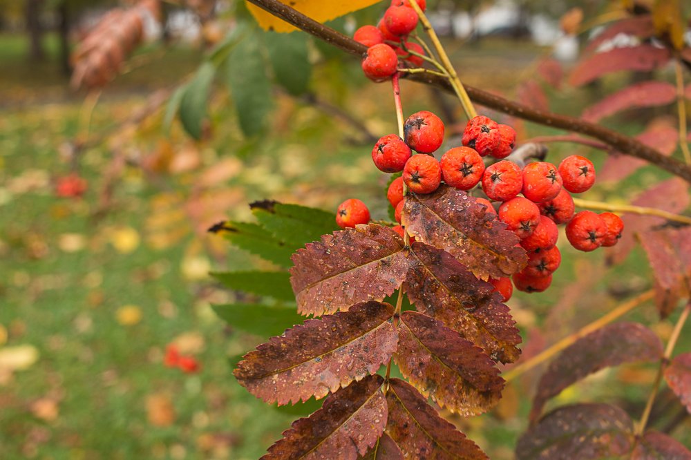 Рябиновая осень