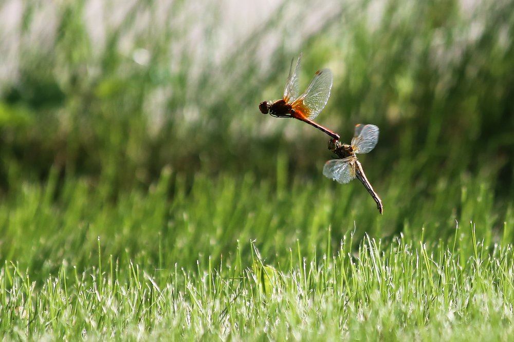 Photograph by Фёдор Передиреев