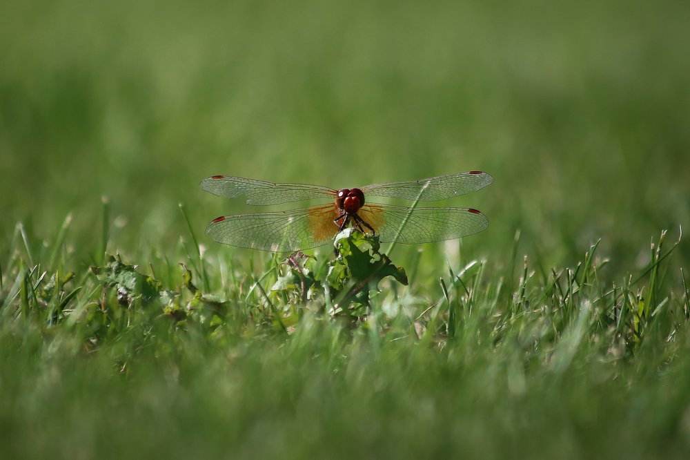 Photograph by Фёдор Передиреев