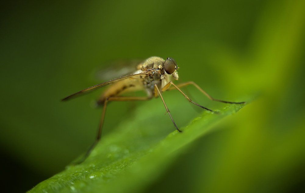 Photograph by Рут Андрей