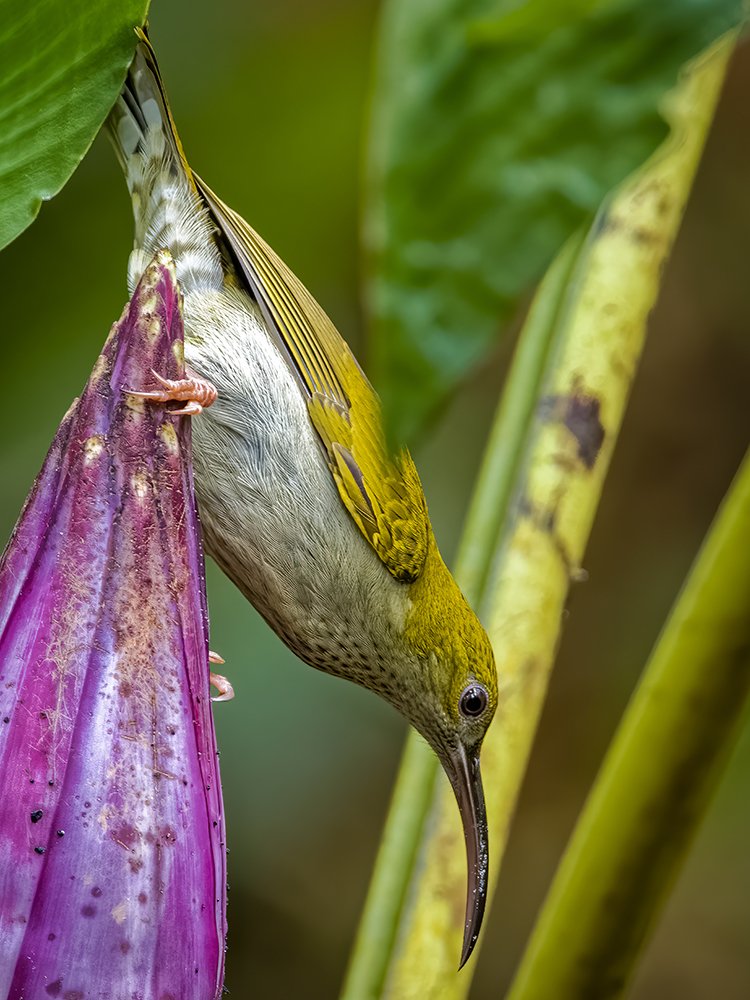 Grey Breasted Spiderhunter