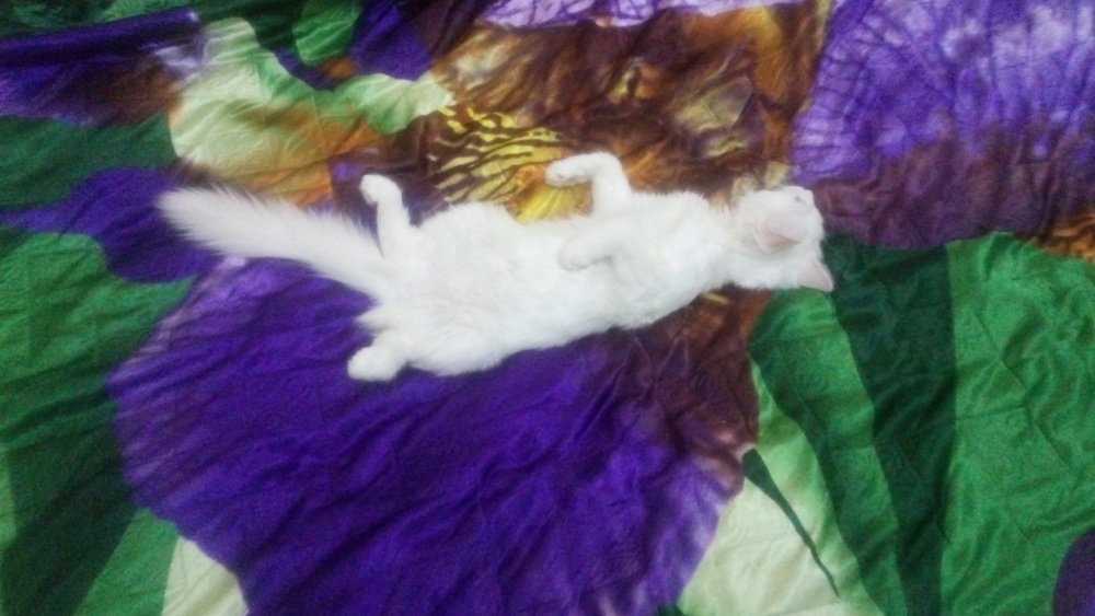 Photo #5098080