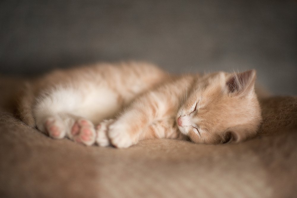 Photograph by Светлана Кужагалиева