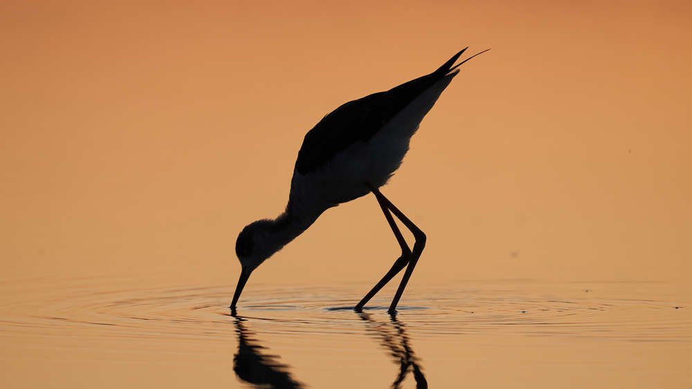 Ходулочник на рассвете