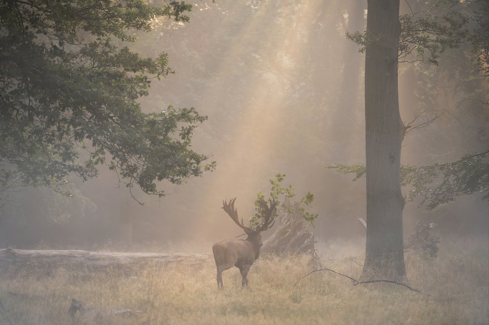 Photograph by Ernestas Balcikonis