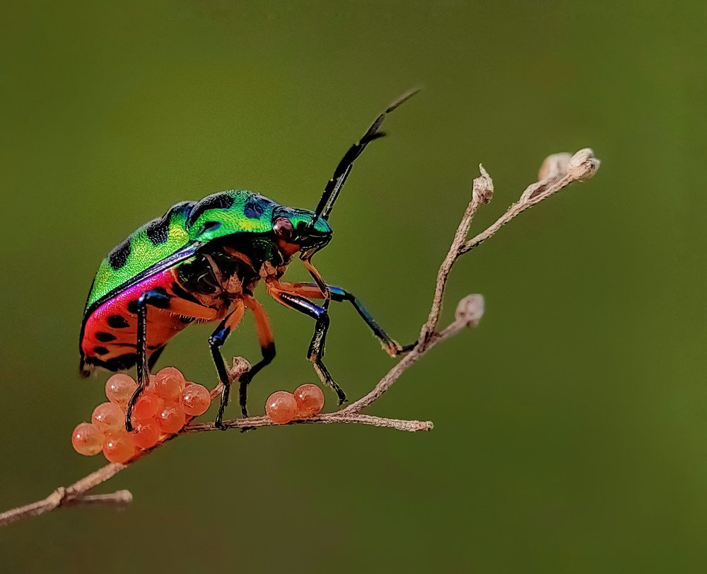Photograph by Shankhadip Choudhury