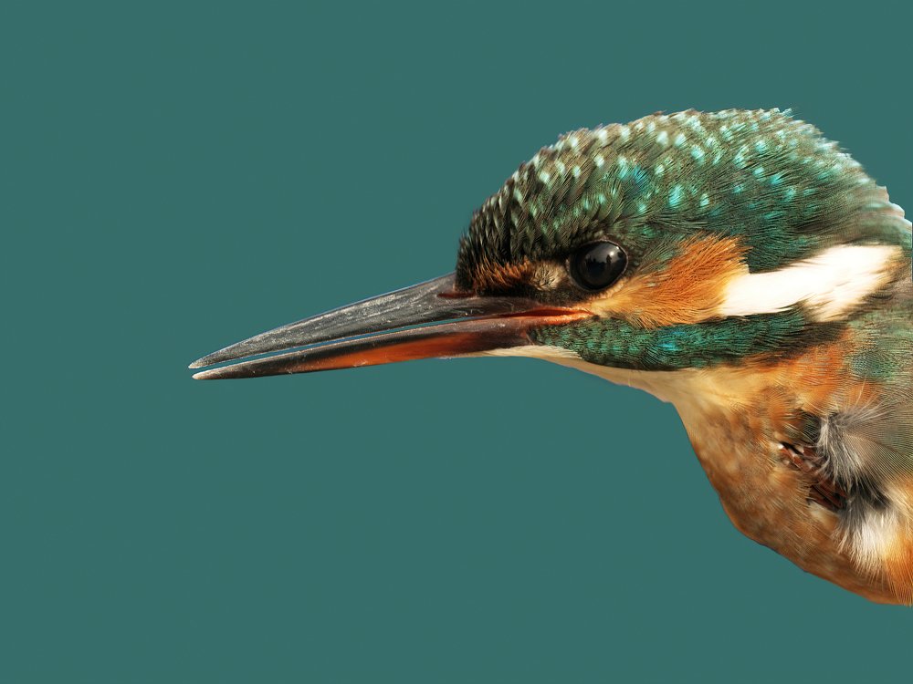 Kingfisher