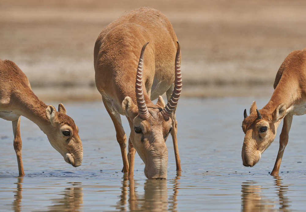 Сайгаки на водопое