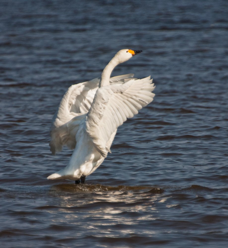 Photograph by Ольга Виноградова