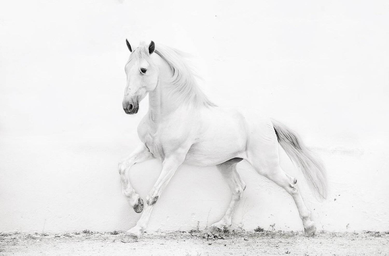 power of Andalusian