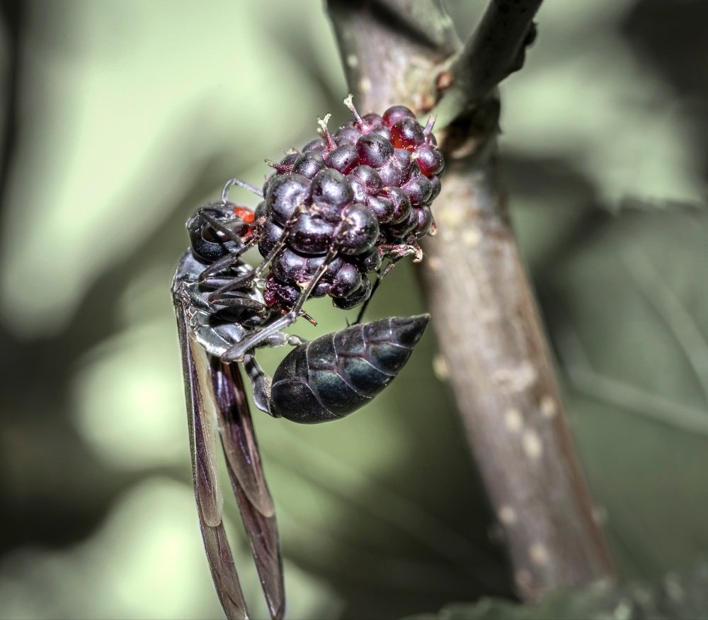 Photograph by Everson Carvalho