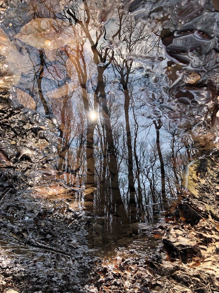 Лесная сказка