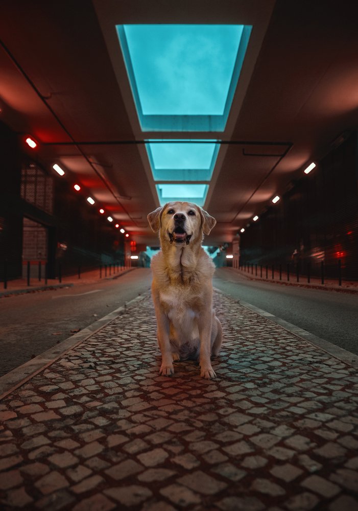 Photograph by Alexandre Marques