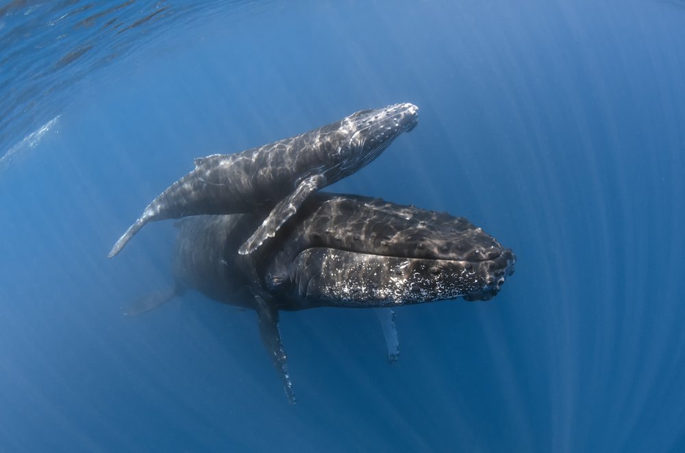 MOTHER AND CHILD ROAMING THE OCEAN