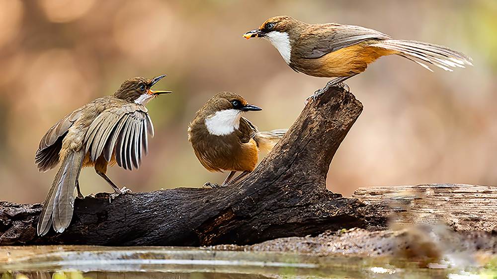 Фотография автора Ashok Behera