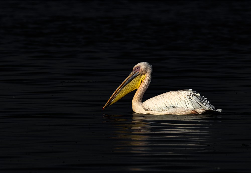 Фотография автора Ashok Behera