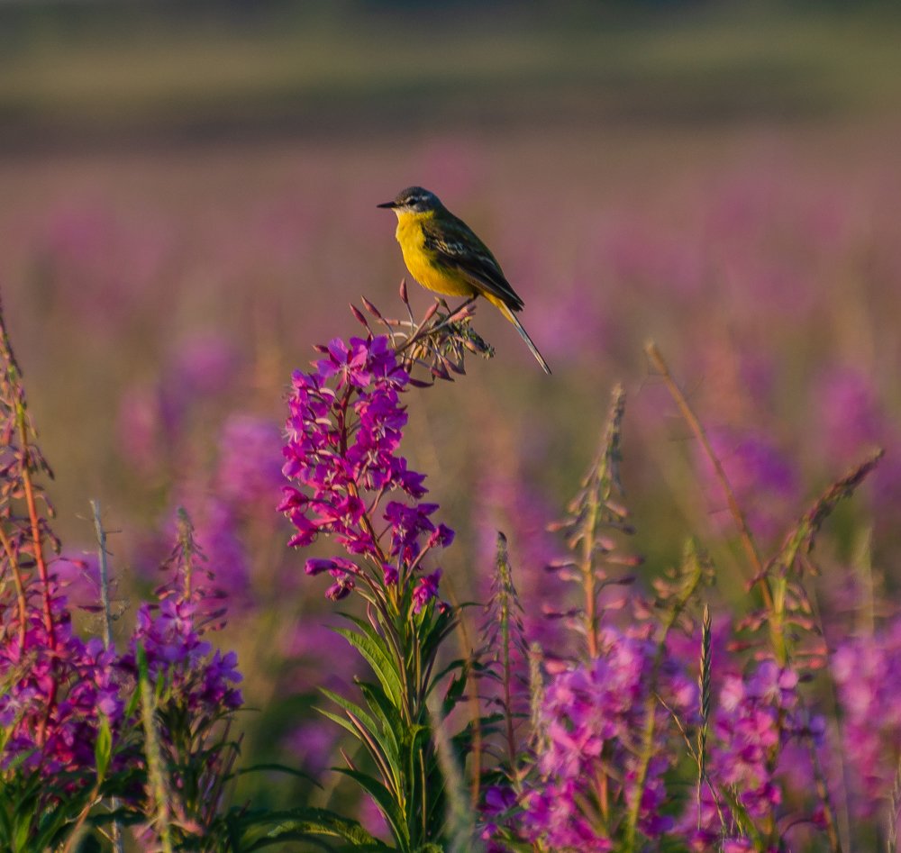 Photograph by Инна Макеева