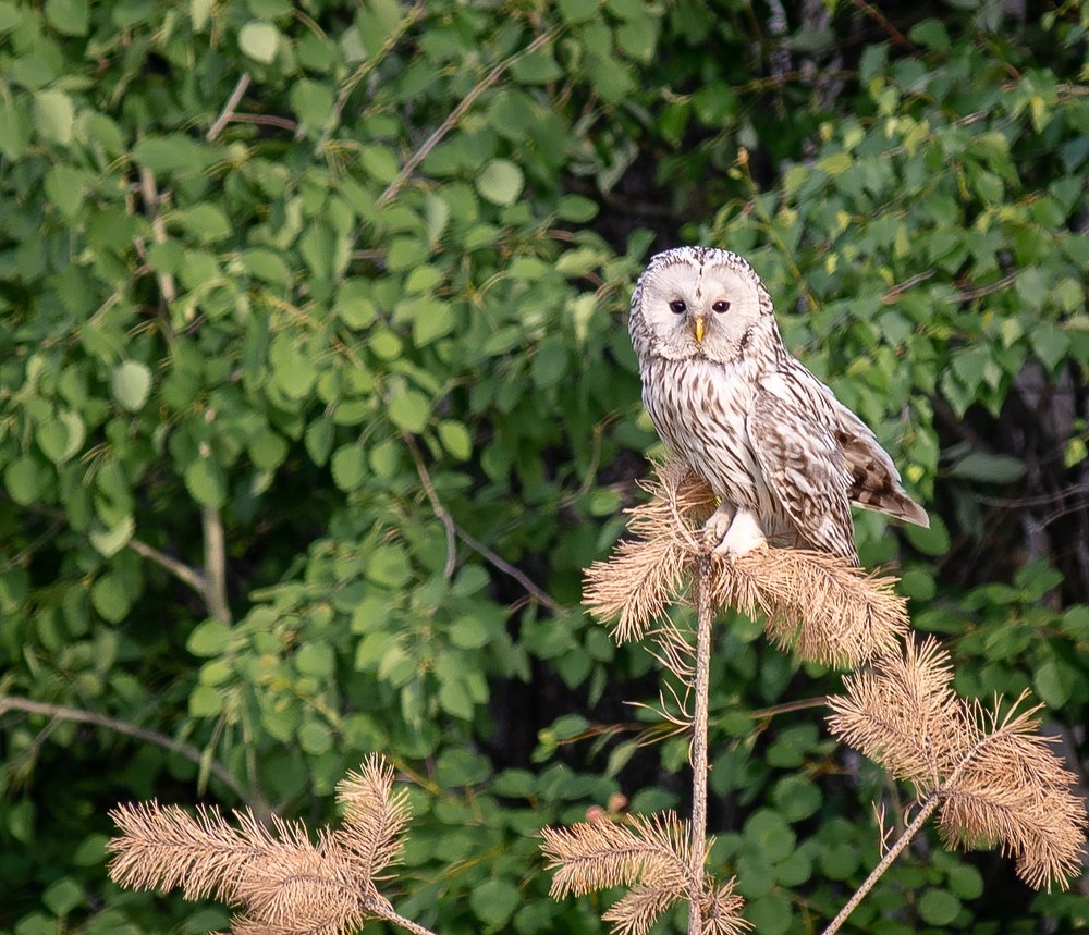 Photograph by Инна Макеева