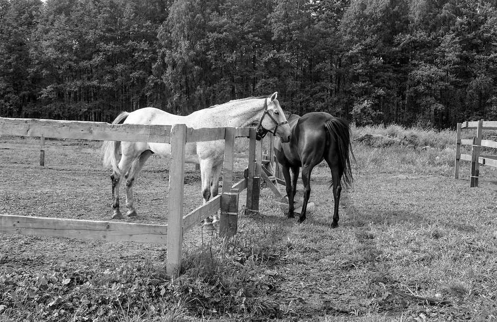 Photograph by Корженевская Лариса Анатольевна