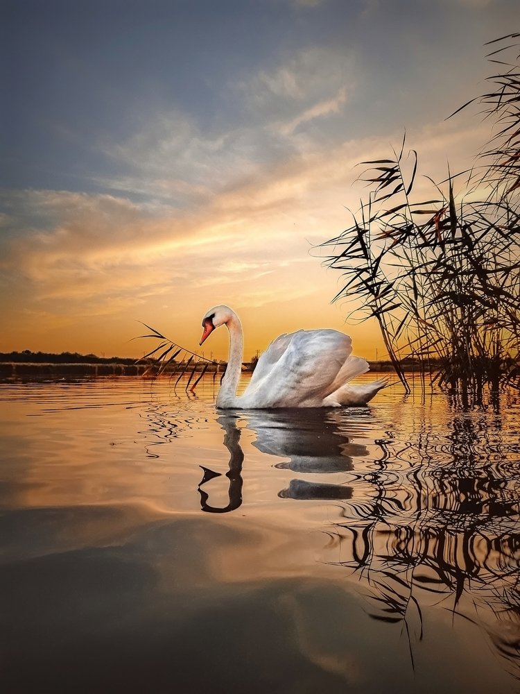 Photograph by Сергей Колос