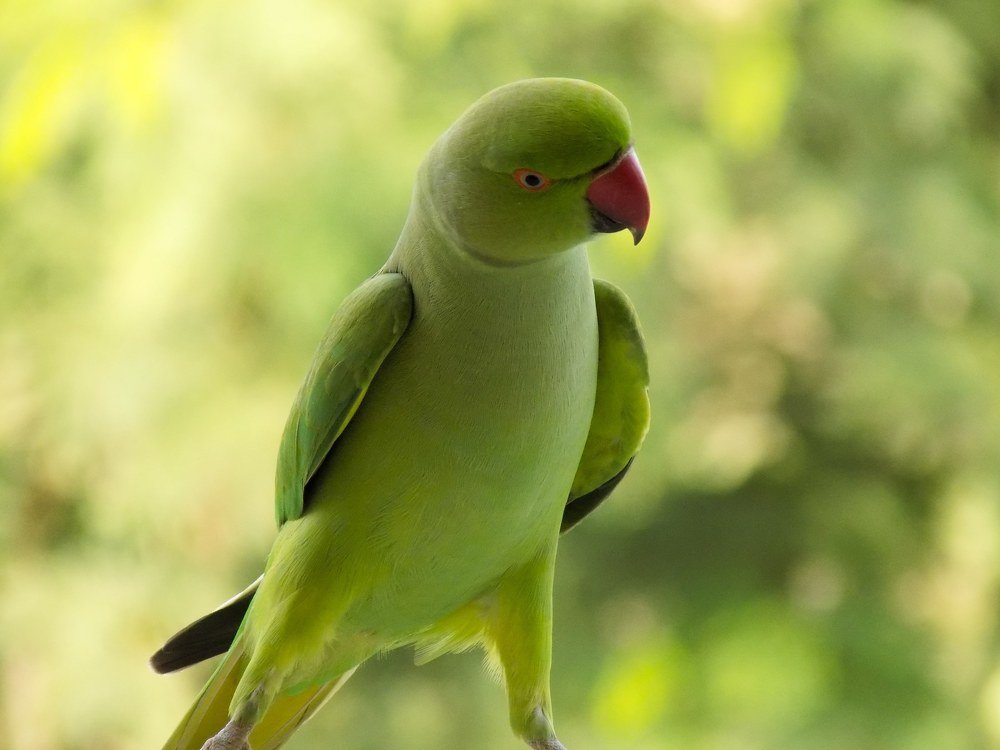 Photograph by urvashi khurana