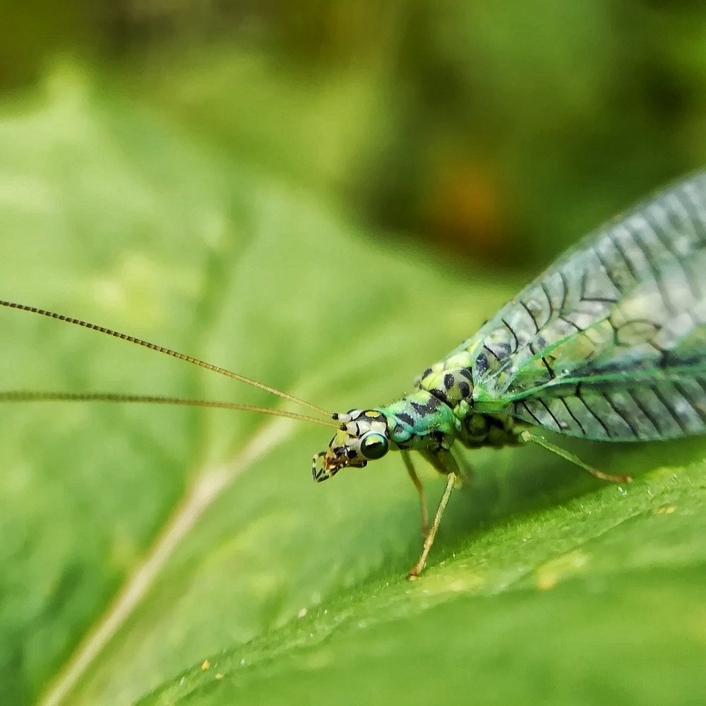 Photograph by Оксана Шевченко
