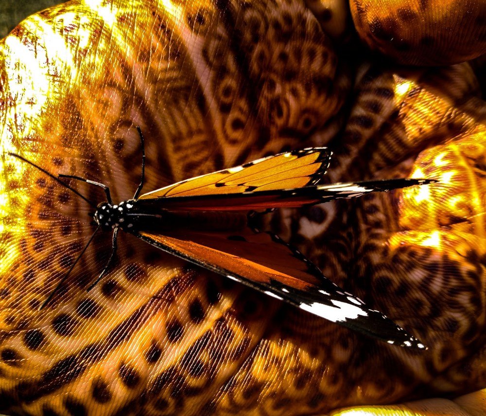 Photograph by urvashi khurana