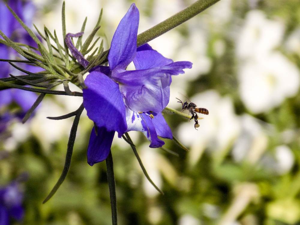 Photograph by urvashi khurana