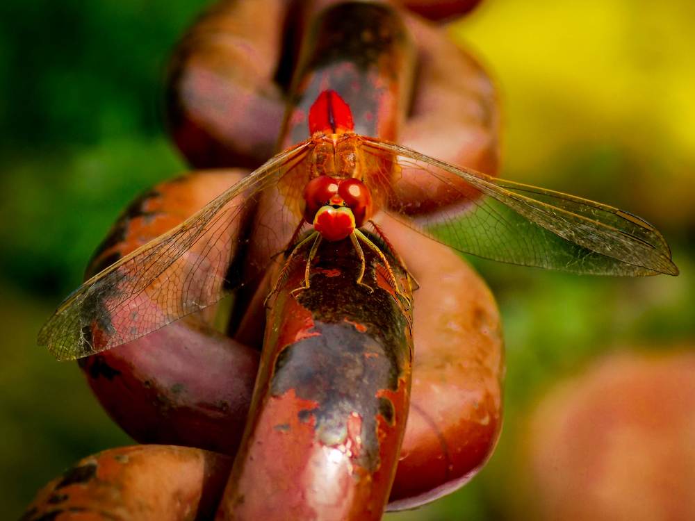 Photograph by urvashi khurana