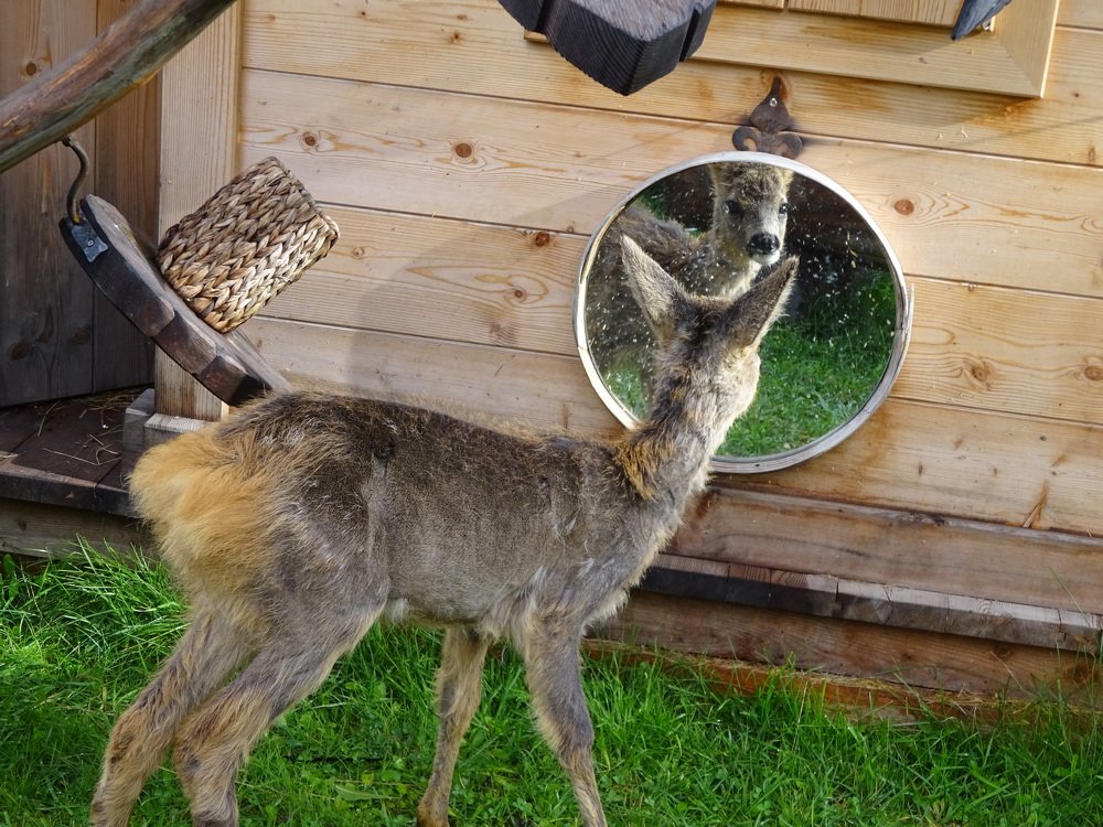 Photo #5099093
