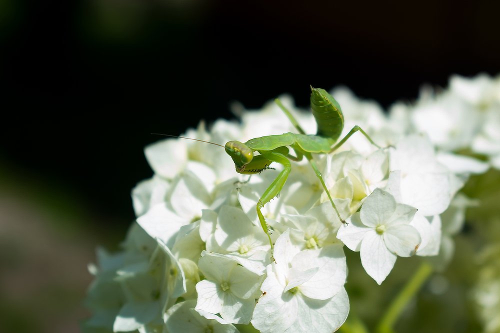 Photograph by Виктор Бурмистров