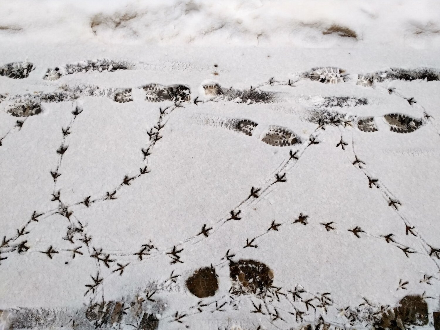 Footprints on snowbed