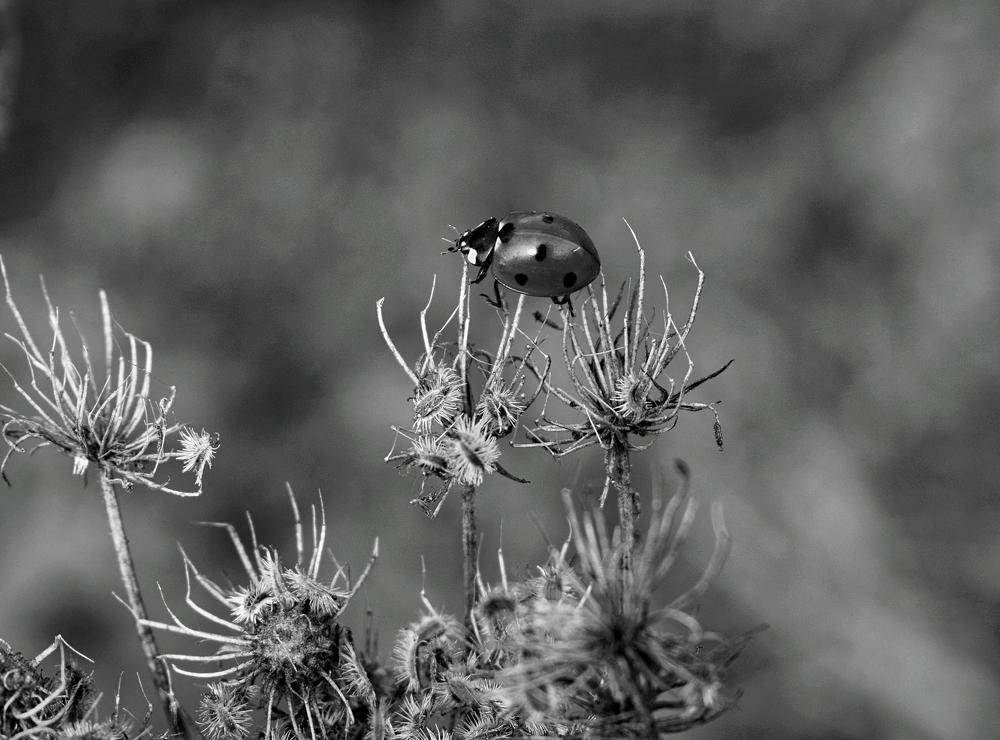 Photograph by Ирина Дашкова-Красникова