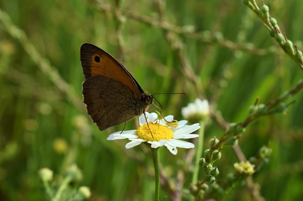 Photograph by Ирина Дашкова-Красникова