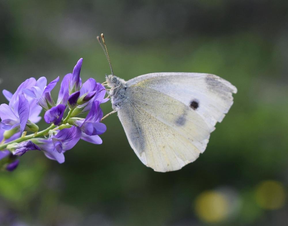 Photograph by Ирина Дашкова-Красникова
