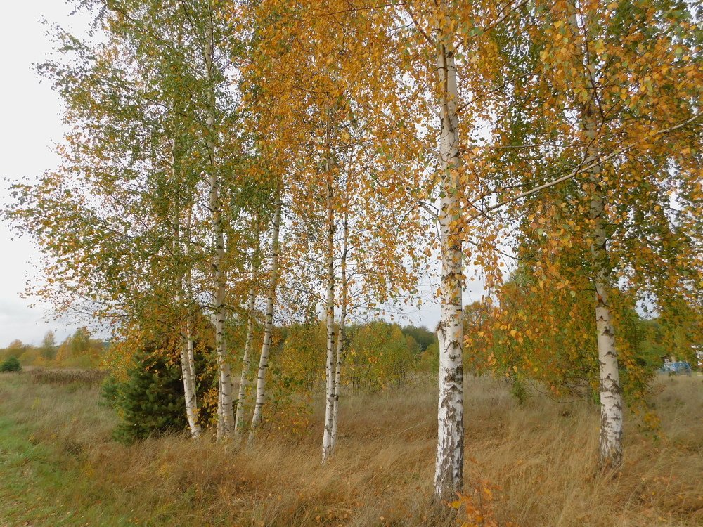 Photograph by Елена Грошева