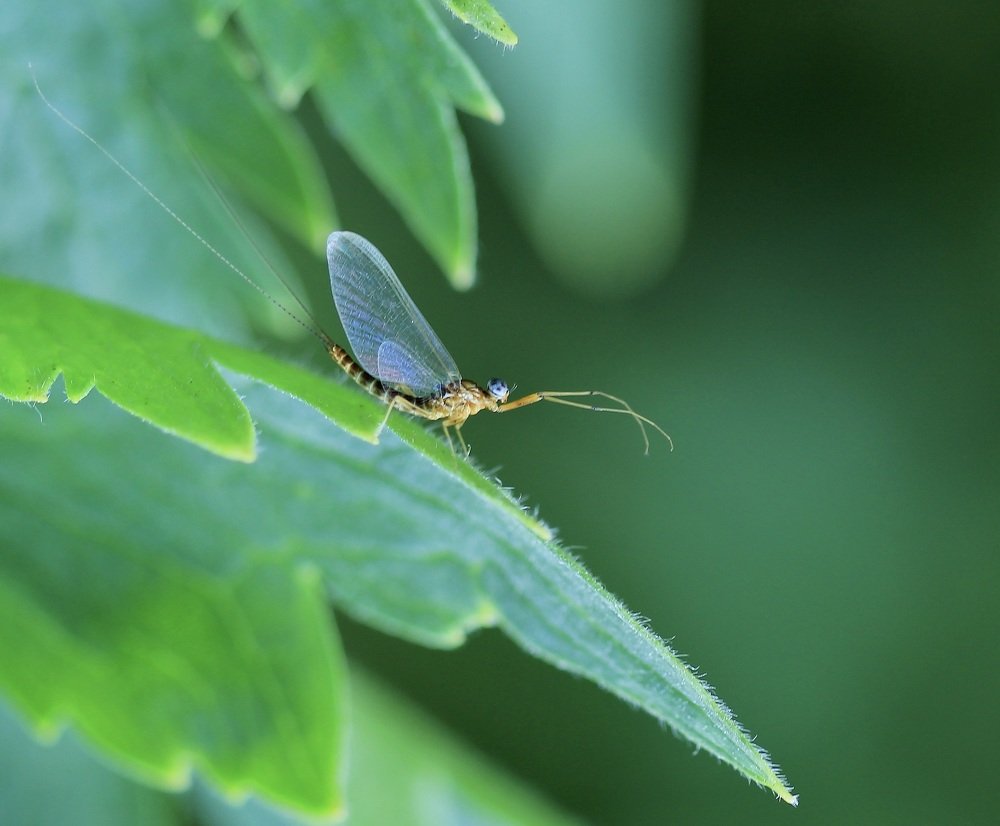 Photograph by Леунина Людмила