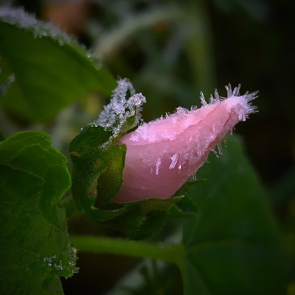Photograph by Елена Павлова