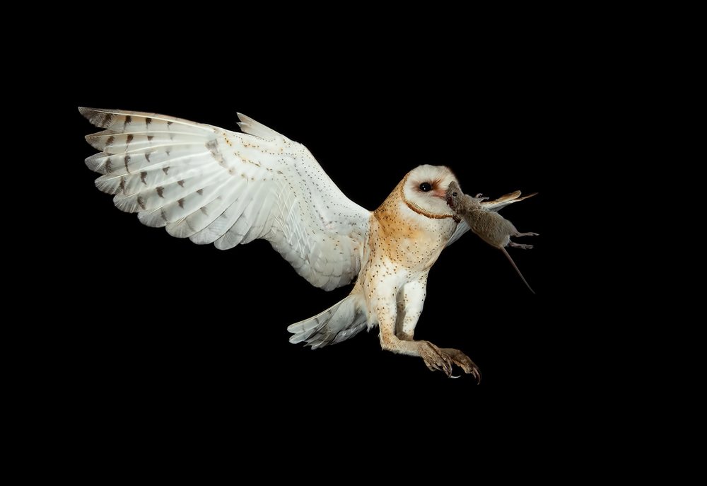 Barn Owl - Обыкновенная сипуха