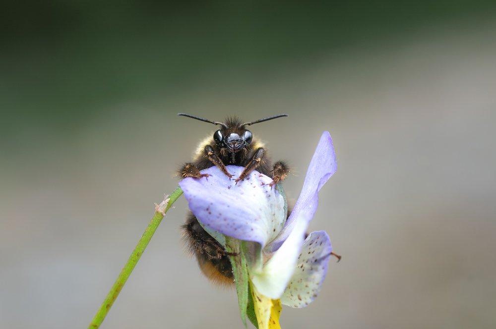 Photograph by Костюшкин Дмитрий