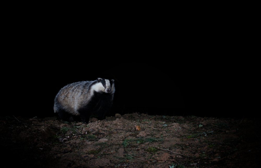 Барсук ночью.