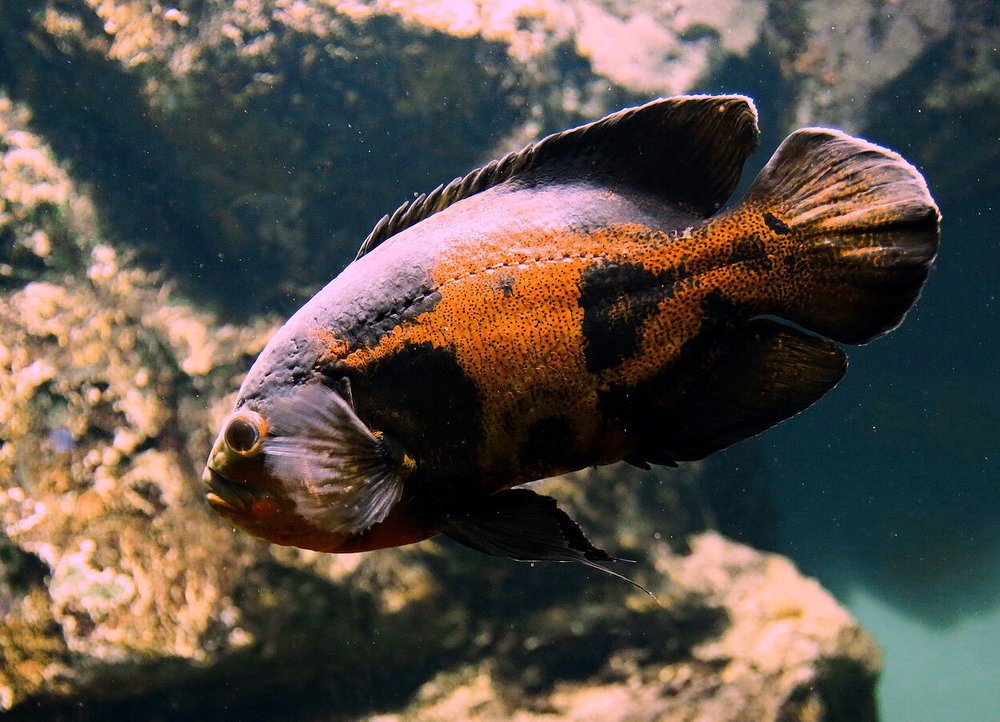 Фотография автора АЛЕКСАНДР ЦЫГЕЛЬНЮК