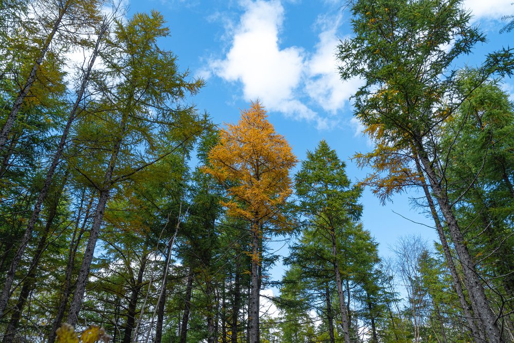 Photograph by Алексей Огурцов