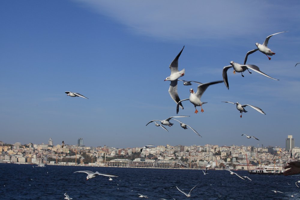 Удивленная чайка над Босфором