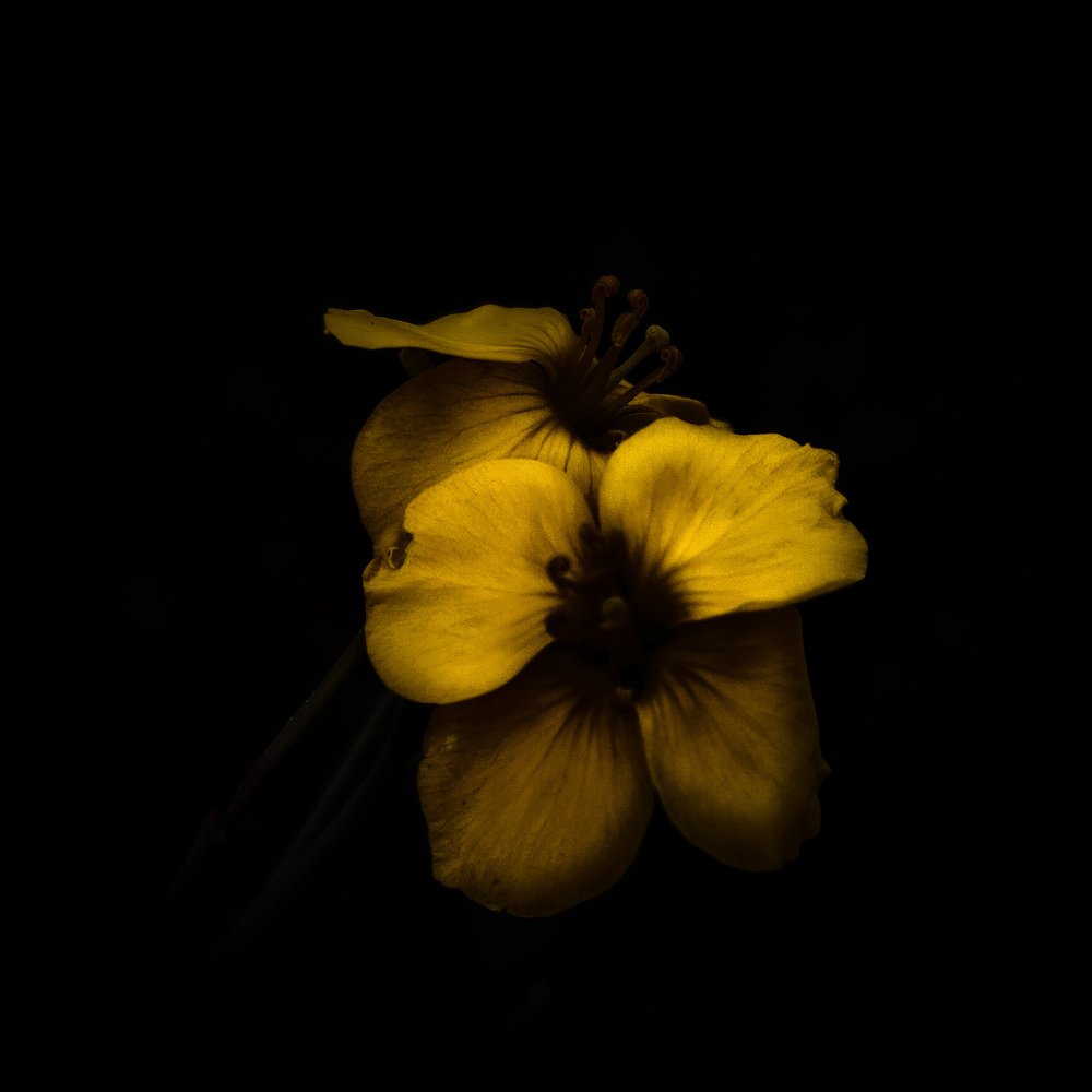 Никому тебя не отдам