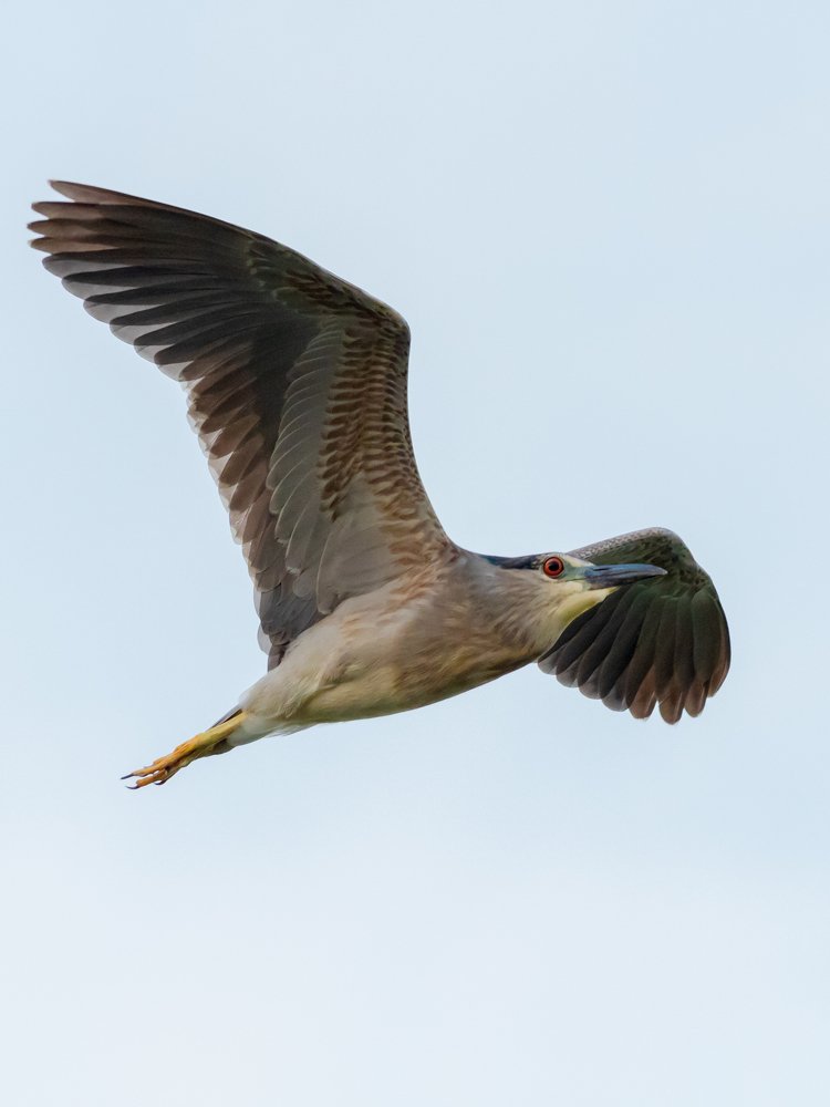 Spread Wings like an Angel