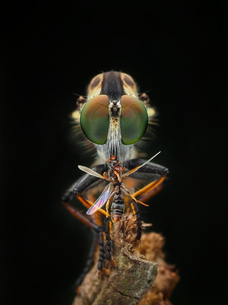 Mini robber fly with prey