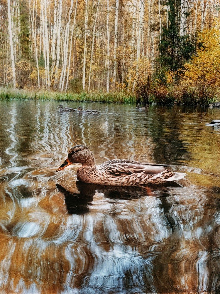 Photograph by Антон Е